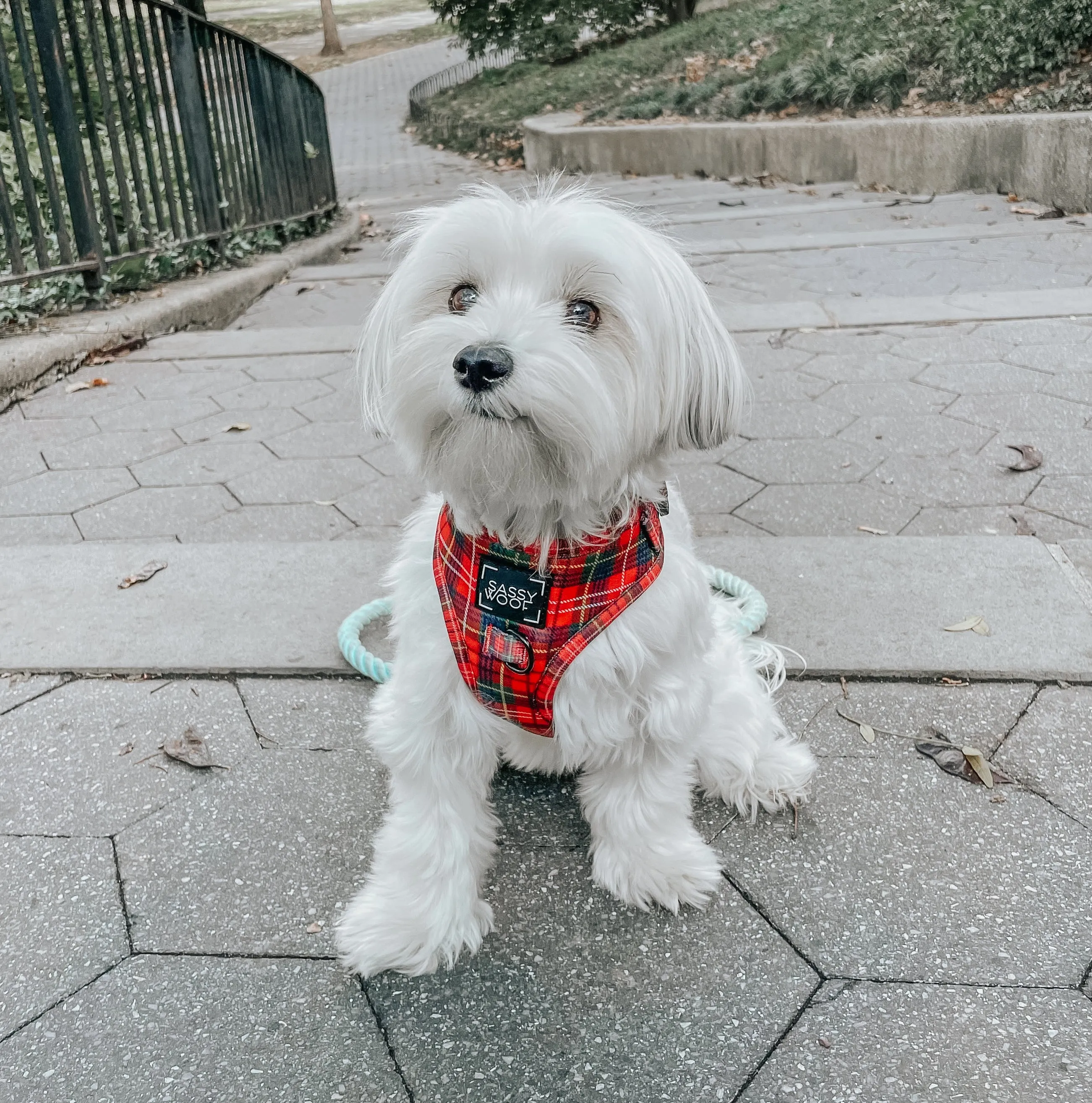 Dog Adjustable Harness - Deck the Paws