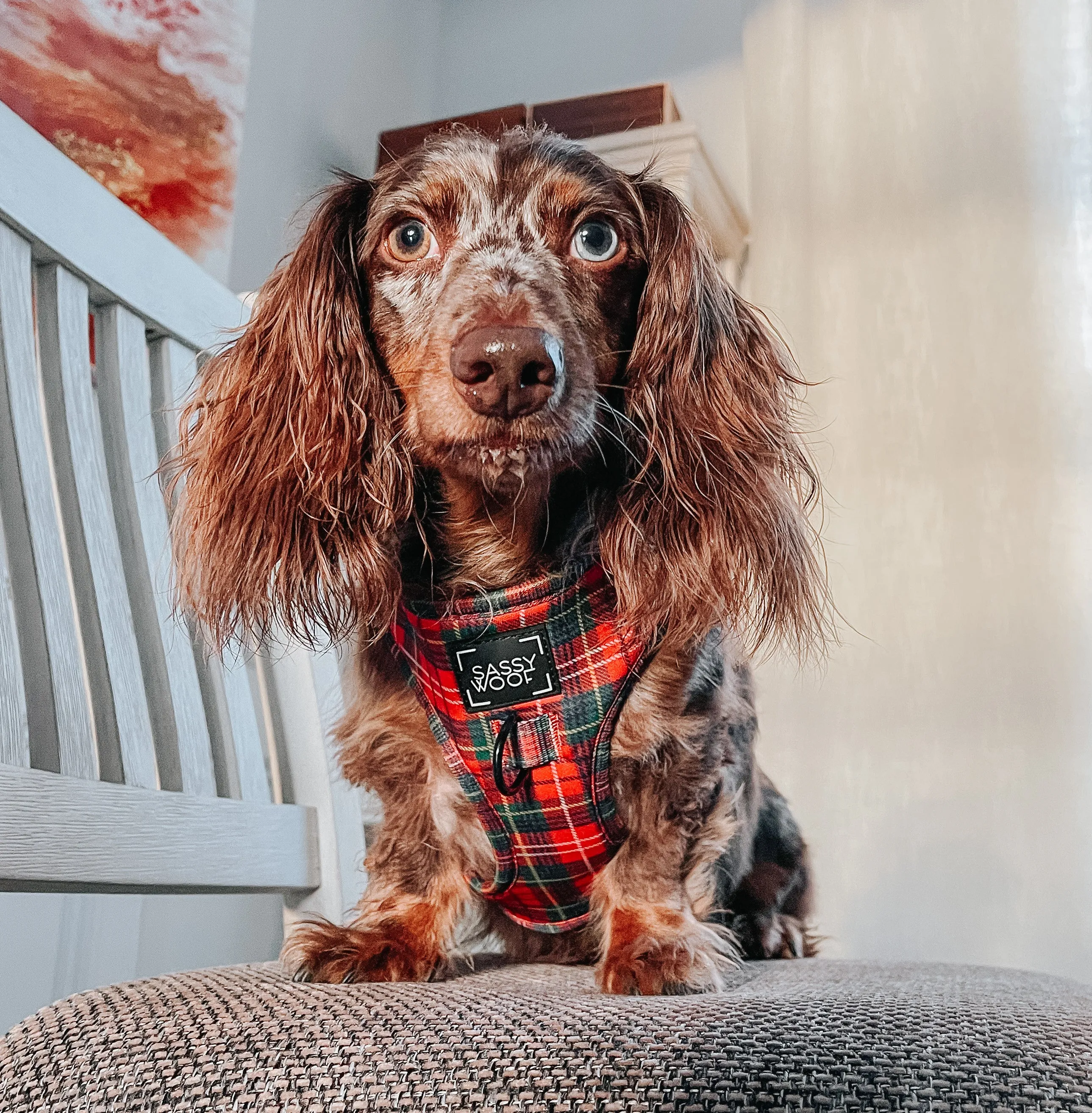 Dog Adjustable Harness - Deck the Paws