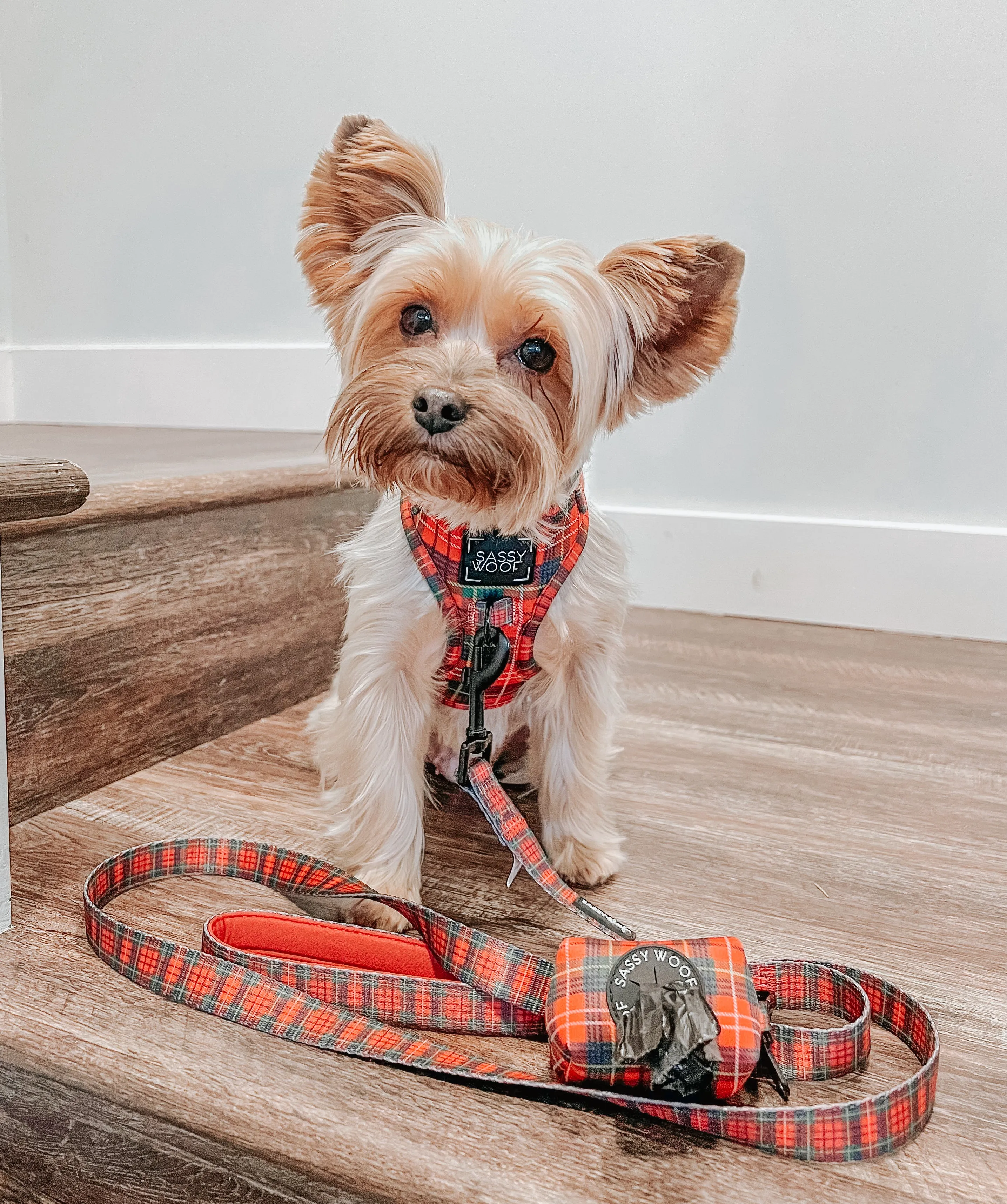 Dog Leash - Deck the Paws